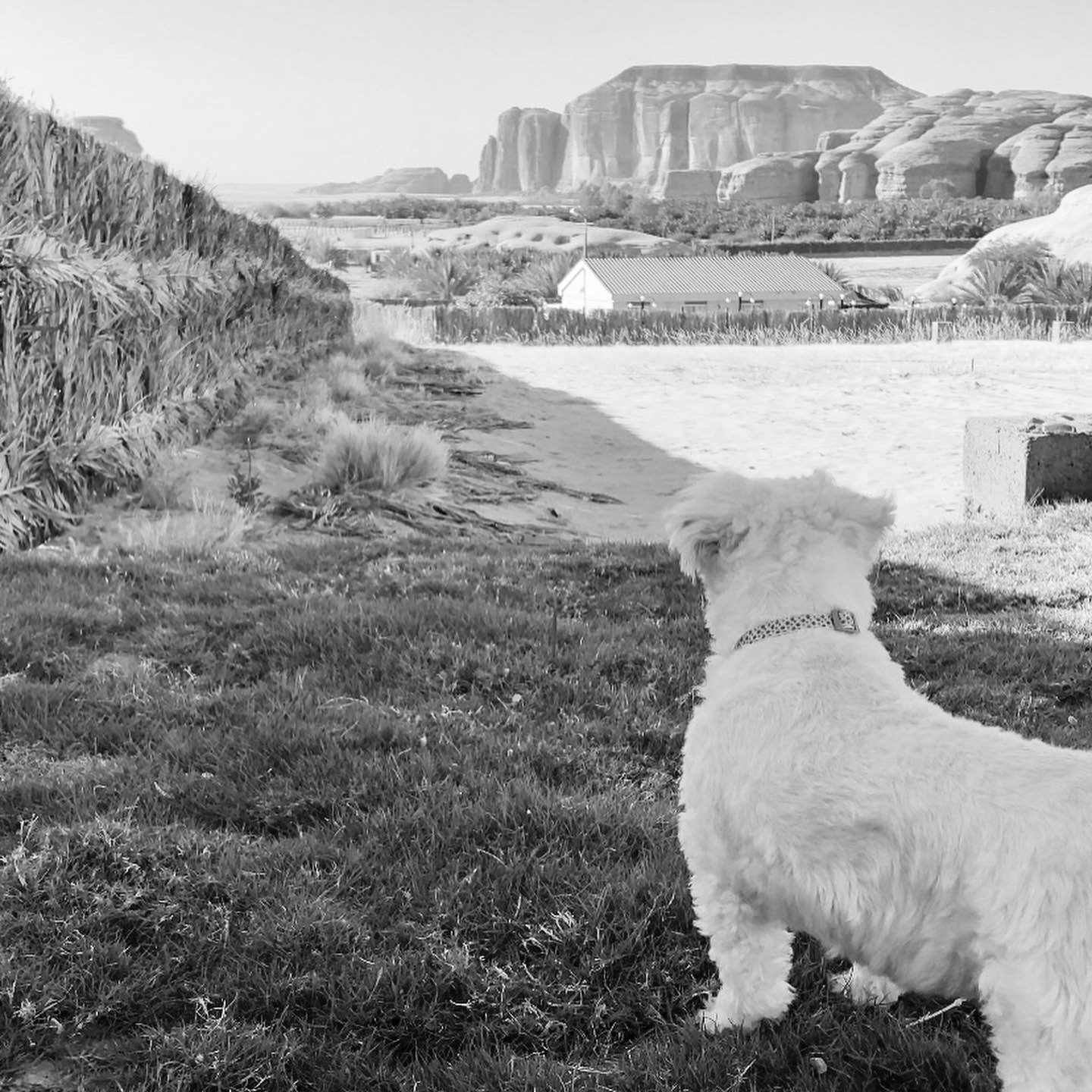 Dog looking at AlUla